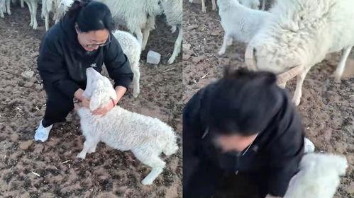 羊圈真实爆料视频下载,真实事件背后的惊人内幕  第2张