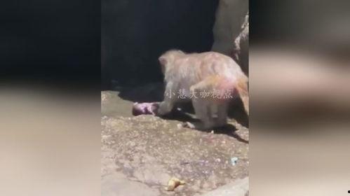 猴子视频爆料大全,热门事件幕后真相全解析